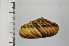  ( - SDNCU-A1117)  @14 [ ] Copyright (2014) Unspecified Specimen depository of the Graduate School of Natural Sciences, Nagoya City University