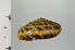  ( - SDNCU-A1302)  @14 [ ] Copyright (2014) Unspecified Specimen depository of the Graduate School of Natural Sciences, Nagoya City University