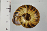  ( - SDNCU-A1117)  @14 [ ] Copyright (2014) Unspecified Specimen depository of the Graduate School of Natural Sciences, Nagoya City University