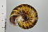  ( - SDNCU-A1302)  @14 [ ] Copyright (2014) Unspecified Specimen depository of the Graduate School of Natural Sciences, Nagoya City University