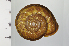  ( - SDNCU-A1305)  @14 [ ] Copyright (2014) Unspecified Specimen depository of the Graduate School of Natural Sciences, Nagoya City University