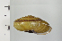  ( - SDNCU-A1299)  @14 [ ] Copyright (2014) Unspecified Specimen depository of the Graduate School of Natural Sciences, Nagoya City University