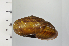  ( - SDNCU-A1305)  @14 [ ] Copyright (2014) Unspecified Specimen depository of the Graduate School of Natural Sciences, Nagoya City University