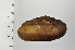  ( - SDNCU-A1306)  @14 [ ] Copyright (2014) Unspecified Specimen depository of the Graduate School of Natural Sciences, Nagoya City University