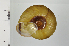  ( - SDNCU-A1299)  @14 [ ] Copyright (2014) Unspecified Specimen depository of the Graduate School of Natural Sciences, Nagoya City University