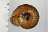  ( - SDNCU-A1305)  @14 [ ] Copyright (2014) Unspecified Specimen depository of the Graduate School of Natural Sciences, Nagoya City University