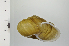  ( - SDNCU-A1367)  @14 [ ] Copyright (2014) Unspecified Specimen depository of the Graduate School of Natural Sciences, Nagoya City University