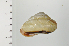  ( - SDNCU-A1091)  @14 [ ] Copyright (2014) Unspecified Specimen depository of the Graduate School of Natural Sciences, Nagoya City University