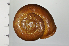  ( - SDNCU-A1237)  @14 [ ] Copyright (2014) Unspecified Specimen depository of the Graduate School of Natural Sciences, Nagoya City University