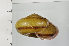  ( - SDNCU-A1370)  @14 [ ] Copyright (2014) Unspecified Specimen depository of the Graduate School of Natural Sciences, Nagoya City University