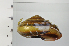  ( - SDNCU-A1371)  @14 [ ] Copyright (2014) Unspecified Specimen depository of the Graduate School of Natural Sciences, Nagoya City University