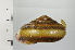  ( - SDNCU-A1371)  @14 [ ] Copyright (2014) Unspecified Specimen depository of the Graduate School of Natural Sciences, Nagoya City University