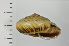  ( - SDNCU-A1123)  @14 [ ] Copyright (2014) Unspecified Specimen depository of the Graduate School of Natural Sciences, Nagoya City University