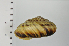  ( - SDNCU-A1123)  @14 [ ] Copyright (2014) Unspecified Specimen depository of the Graduate School of Natural Sciences, Nagoya City University