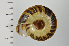  ( - SDNCU-A1123)  @14 [ ] Copyright (2014) Unspecified Specimen depository of the Graduate School of Natural Sciences, Nagoya City University