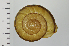  ( - SDNCU-A1197)  @14 [ ] Copyright (2014) Unspecified Specimen depository of the Graduate School of Natural Sciences, Nagoya City University