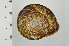  ( - SDNCU-A1300)  @14 [ ] Copyright (2014) Unspecified Specimen depository of the Graduate School of Natural Sciences, Nagoya City University