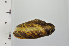  ( - SDNCU-A1300)  @14 [ ] Copyright (2014) Unspecified Specimen depository of the Graduate School of Natural Sciences, Nagoya City University
