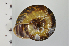  ( - SDNCU-A1300)  @14 [ ] Copyright (2014) Unspecified Specimen depository of the Graduate School of Natural Sciences, Nagoya City University