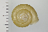  ( - SDNCU-A1227)  @14 [ ] Copyright (2014) Unspecified Specimen depository of the Graduate School of Natural Sciences, Nagoya City University