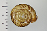  ( - SDNCU-A1119)  @14 [ ] Copyright (2014) Unspecified Specimen depository of the Graduate School of Natural Sciences, Nagoya City University