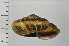  ( - SDNCU-A1301)  @14 [ ] Copyright (2014) Unspecified Specimen depository of the Graduate School of Natural Sciences, Nagoya City University