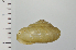  ( - SDNCU-A1227)  @14 [ ] Copyright (2014) Unspecified Specimen depository of the Graduate School of Natural Sciences, Nagoya City University