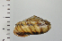  ( - SDNCU-A1120)  @14 [ ] Copyright (2014) Unspecified Specimen depository of the Graduate School of Natural Sciences, Nagoya City University
