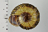  ( - SDNCU-A1301)  @14 [ ] Copyright (2014) Unspecified Specimen depository of the Graduate School of Natural Sciences, Nagoya City University