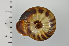  ( - SDNCU-A1118)  @14 [ ] Copyright (2014) Unspecified Specimen depository of the Graduate School of Natural Sciences, Nagoya City University