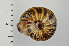  ( - SDNCU-A1120)  @14 [ ] Copyright (2014) Unspecified Specimen depository of the Graduate School of Natural Sciences, Nagoya City University