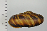 ( - SDNCU-A1122)  @14 [ ] Copyright (2014) Unspecified Specimen depository of the Graduate School of Natural Sciences, Nagoya City University
