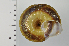  ( - SDNCU-A1209)  @14 [ ] Copyright (2014) Unspecified Specimen depository of the Graduate School of Natural Sciences, Nagoya City University
