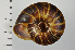  ( - SDNCU-A1122)  @14 [ ] Copyright (2014) Unspecified Specimen depository of the Graduate School of Natural Sciences, Nagoya City University