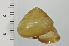  ( - SDNCU-A1188)  @14 [ ] Copyright (2014) Unspecified Specimen depository of the Graduate School of Natural Sciences, Nagoya City University