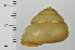  ( - SDNCU-A1188)  @14 [ ] Copyright (2014) Unspecified Specimen depository of the Graduate School of Natural Sciences, Nagoya City University