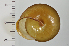  ( - SDNCU-A1187)  @14 [ ] Copyright (2014) Unspecified Specimen depository of the Graduate School of Natural Sciences, Nagoya City University