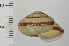  ( - SDNCU-A1268)  @14 [ ] Copyright (2014) Unspecified Specimen depository of the Graduate School of Natural Sciences, Nagoya City University