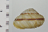  (Euhadra subnimbosa - SDNCU-A1402)  @14 [ ] Copyright (2014) Unspecified Specimen depository of the Graduate School of Natural Sciences, Nagoya City University