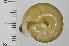  ( - SDNCU-A1265)  @14 [ ] Copyright (2014) Unspecified Specimen depository of the Graduate School of Natural Sciences, Nagoya City University