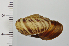  ( - SDNCU-A1121)  @14 [ ] Copyright (2014) Unspecified Specimen depository of the Graduate School of Natural Sciences, Nagoya City University