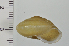  (Satsuma - SDNCU-A1554)  @14 [ ] Copyright (2014) Unspecified Specimen depository of the Graduate School of Natural Sciences, Nagoya City University