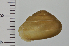  ( - SDNCU-A1468)  @13 [ ] Copyright (2014) Unspecified Specimen depository of the Graduate School of Natural Sciences, Nagoya City University