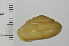  ( - SDNCU-A1554)  @14 [ ] Copyright (2014) Unspecified Specimen depository of the Graduate School of Natural Sciences, Nagoya City University