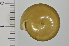  ( - SDNCU-A1544)  @14 [ ] Copyright (2014) Unspecified Specimen depository of the Graduate School of Natural Sciences, Nagoya City University