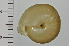  (Satsuma lepidophora - SDNCU-A1504)  @14 [ ] Copyright (2014) Unspecified Specimen depository of the Graduate School of Natural Sciences, Nagoya City University
