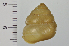  ( - SDNCU-A1539)  @13 [ ] Copyright (2014) Unspecified Specimen depository of the Graduate School of Natural Sciences, Nagoya City University