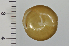  ( - SDNCU-A1539)  @13 [ ] Copyright (2014) Unspecified Specimen depository of the Graduate School of Natural Sciences, Nagoya City University