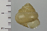  (Satsuma pagodula - SDNCU-A1541)  @13 [ ] Copyright (2014) Unspecified Specimen depository of the Graduate School of Natural Sciences, Nagoya City University