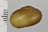  (Nipponochloritis kawanai - SDNCU-A1436)  @14 [ ] Copyright (2014) Unspecified Specimen depository of the Graduate School of Natural Sciences, Nagoya City University